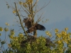 Seeadler (2)