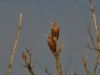Seeadler (3)