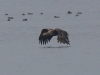 Seeadler (1)