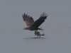 Seeadler (2)