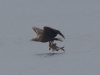 Seeadler (3)