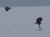 Seeadler (5)
