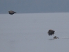 Seeadler (6)