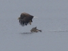 Seeadler (7)