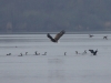 Seeadler (8)