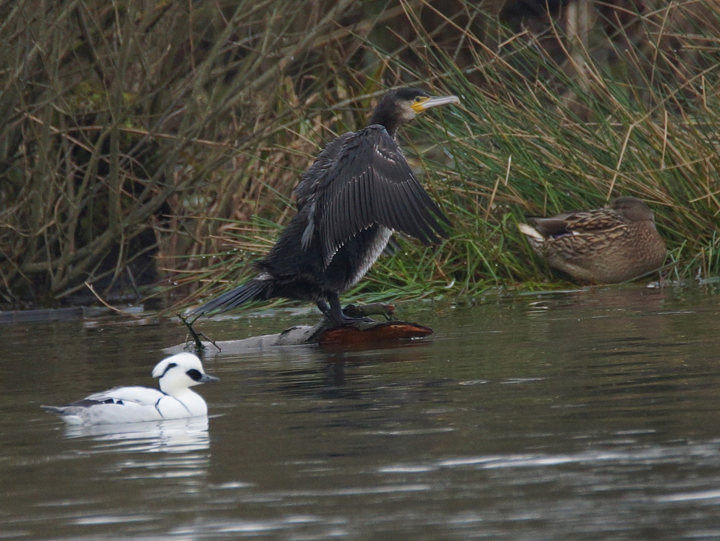 Kormoran (2)