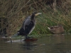 Kormoran (1)