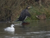 Kormoran (2)