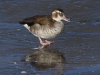 Ente (1)