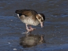 Ente (2)