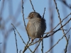 Singvogel