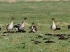 Tundrasaatgans (1)