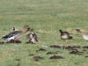 Tundrasaatgans (2)