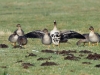 Tundrasaatgans (3)