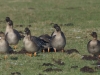 Tundrasaatgans (4)