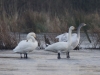 Zwergschwan  (1)