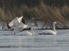 Zwergschwan  (2)
