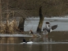 Gänsesäger (3)