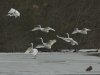Silberreiher (4)