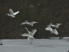 Silberreiher (5)