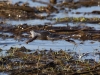 Moorfrosch (4)