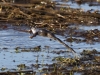 Moorfrosch (5)