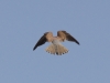 Turmfalke (1)