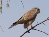 Turmfalke (2)