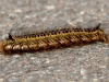 Grasglucke