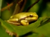 Laubfrosch (1)
