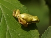 Laubfrosch (2)