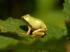 Laubfrosch (3)