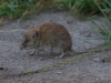 Maus