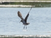großer Brachvogel (1)