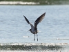 großer Brachvogel (2)