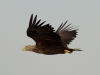 Seeadler (1)