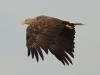 Seeadler (3)
