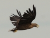 Seeadler (4)
