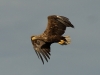 Seeadler (5)