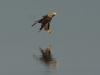 Seeadler (6)