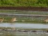 großer Brachvogel (1)