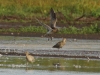 großer Brachvogel (2)
