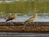 großer Brachvogel (4)