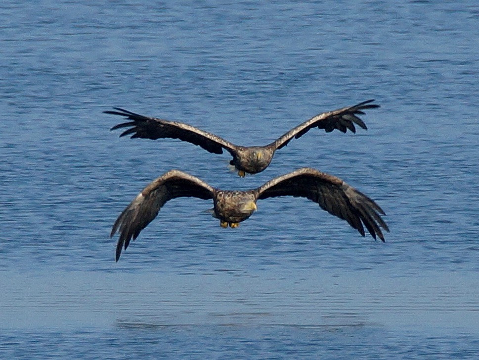 2Seeadler (1)