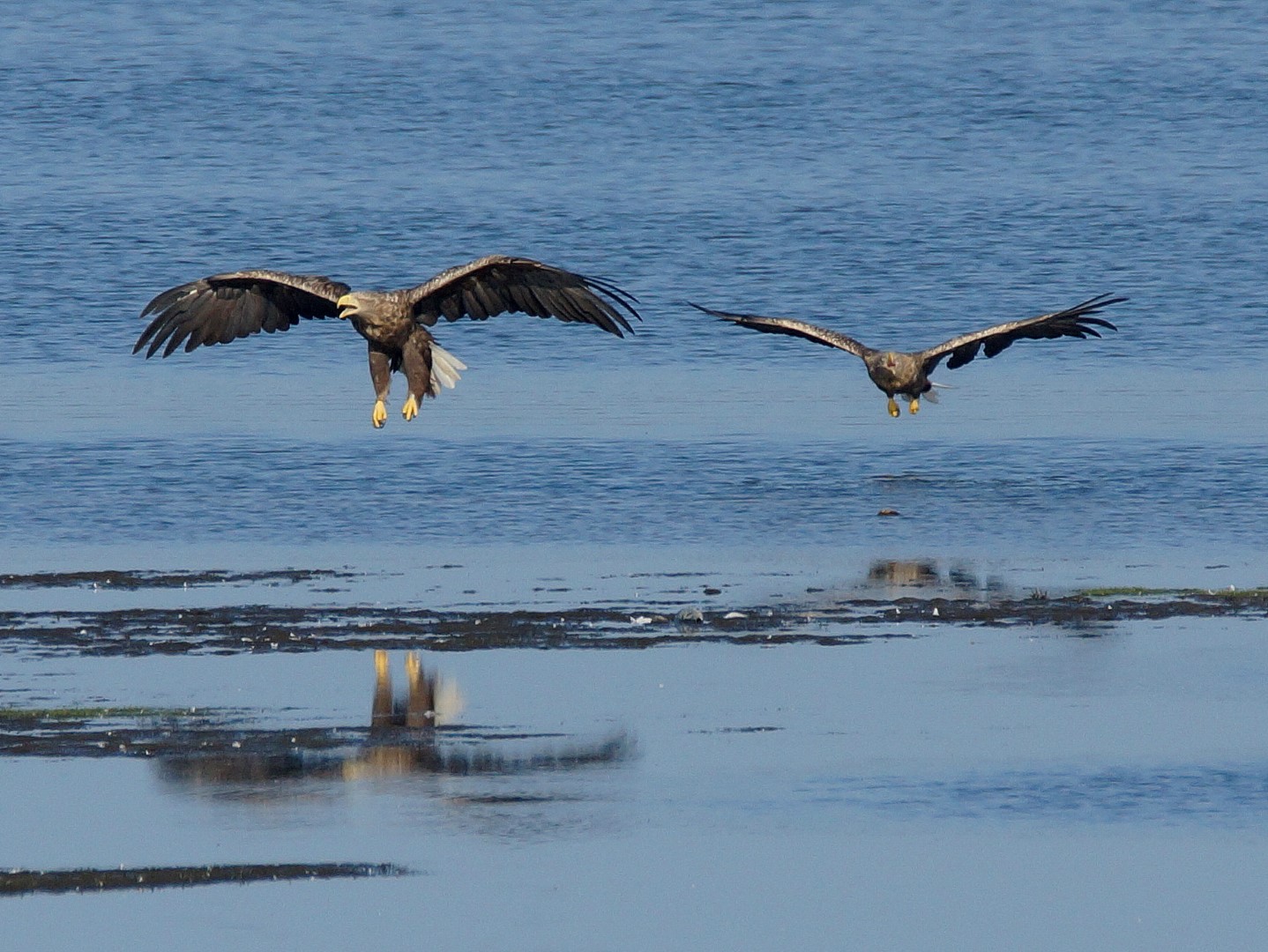2Seeadler (2)