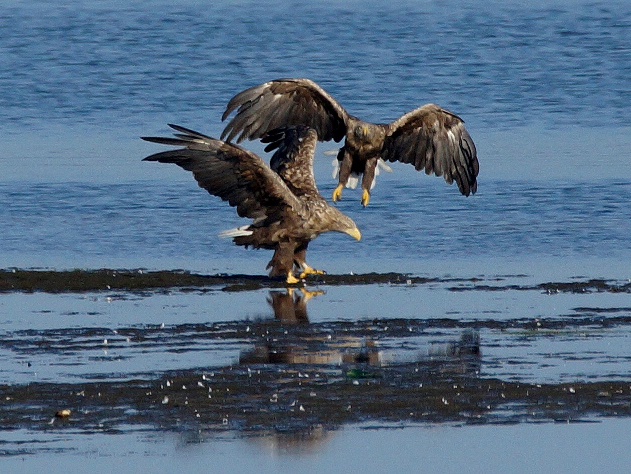 2Seeadler (4)