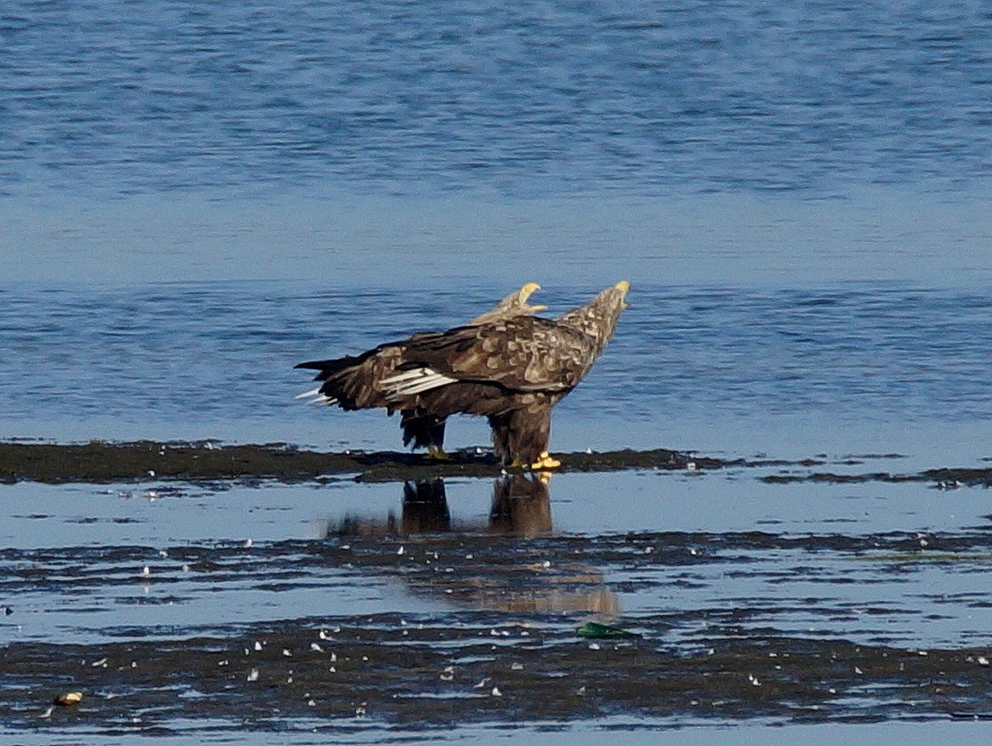 2Seeadler (5)
