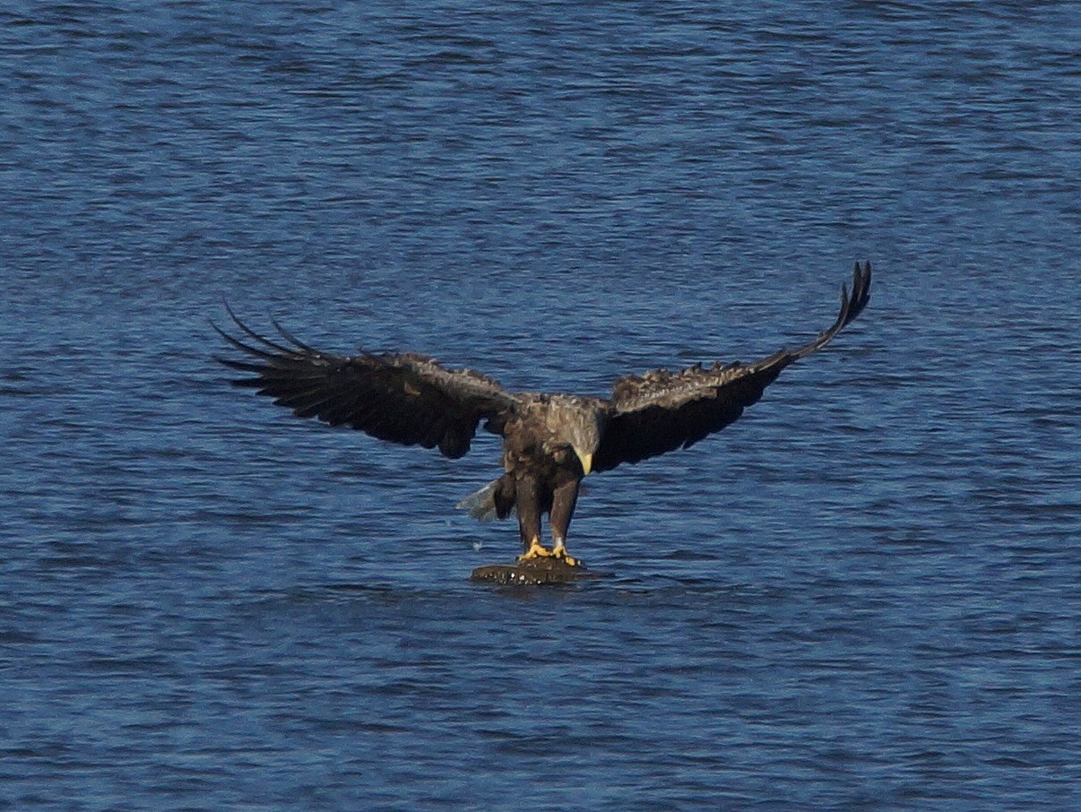 2Seeadler (6)