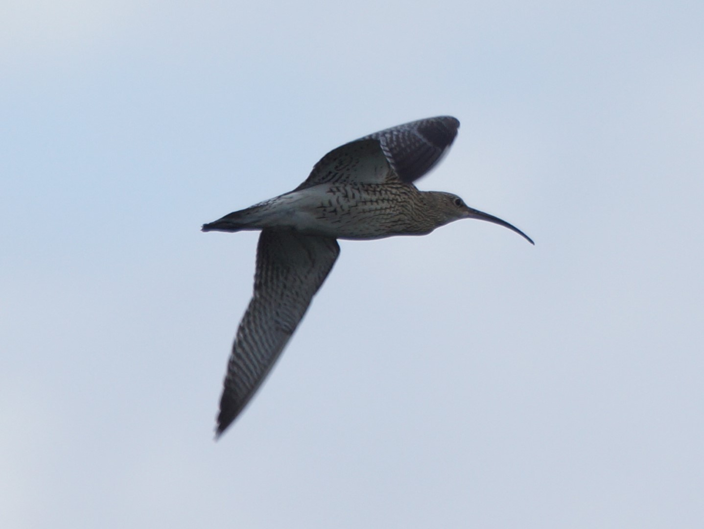 Brachvogel