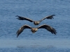 2Seeadler (1)